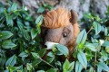 bizon-plush-toy-07.jpg
